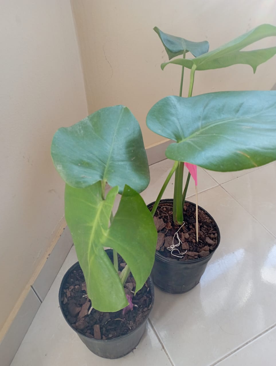 Plantas de Interior Monstera