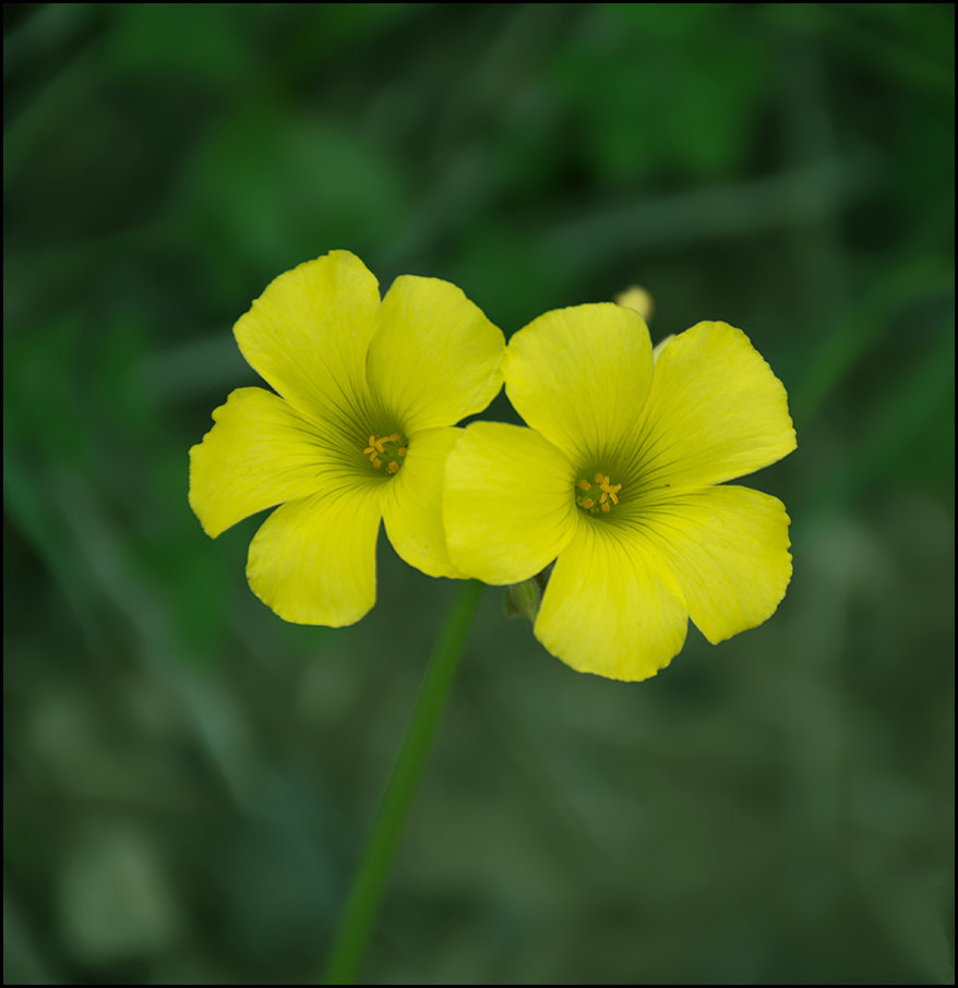 Plantas de exterior Oxalis