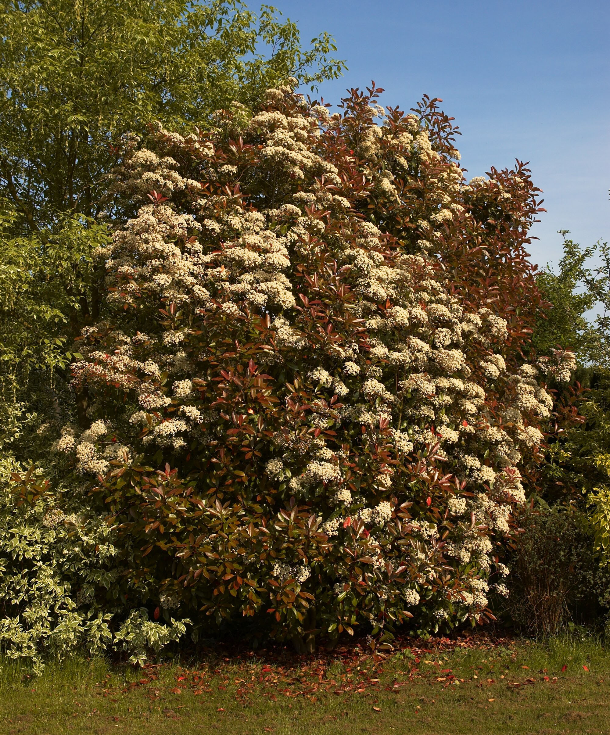 Arbustivas Photinia Fraseri