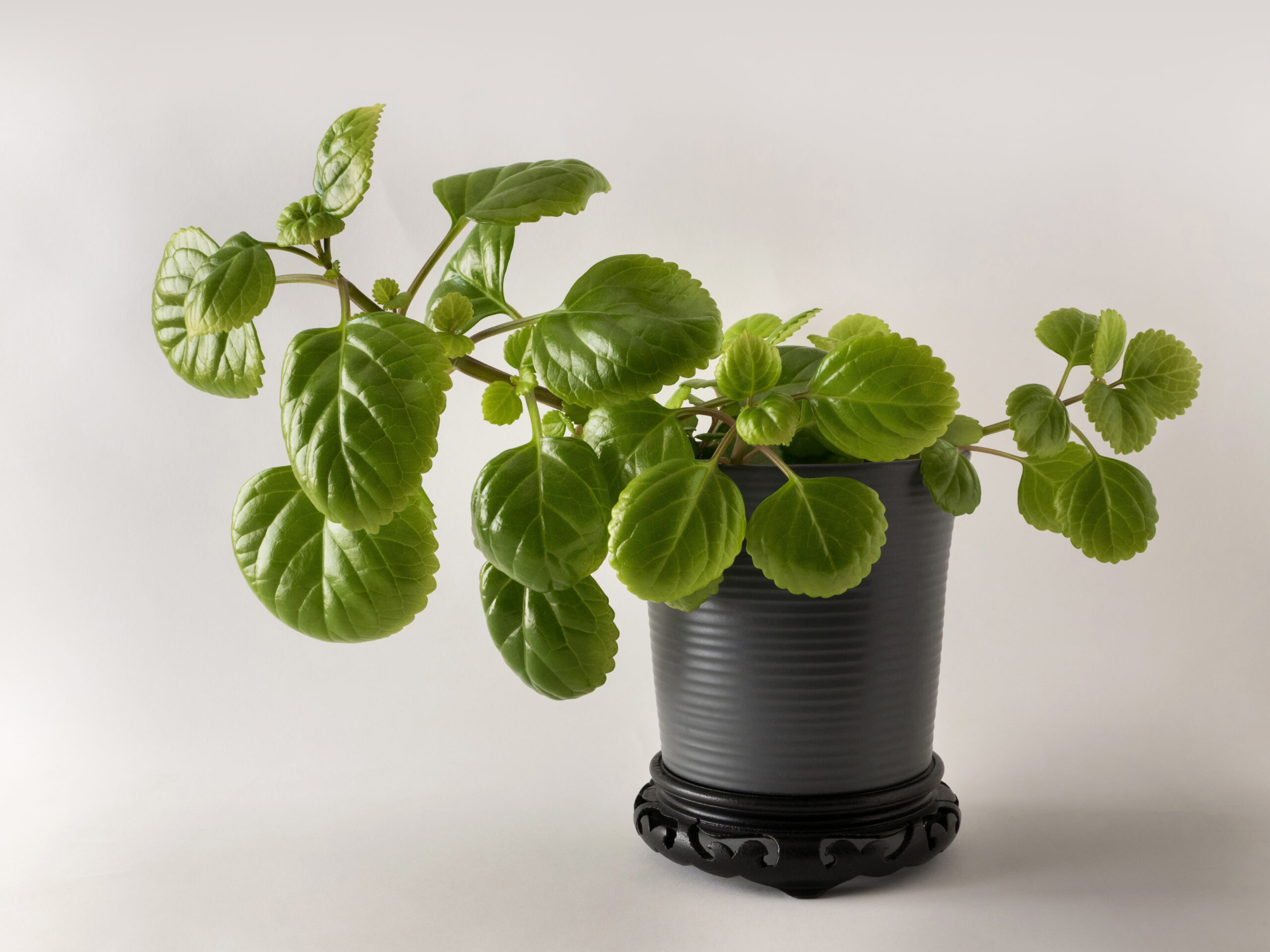 Plantas de exterior Dolar Verde