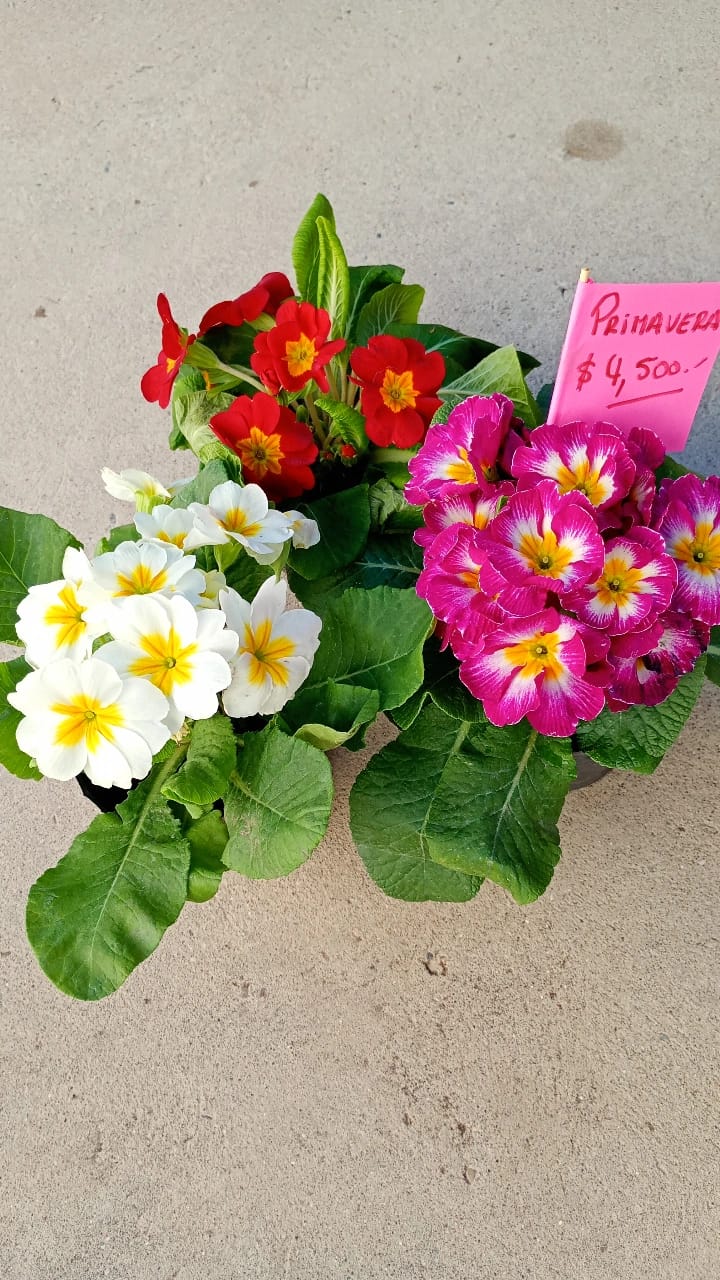 Plantas de exterior Primavera
