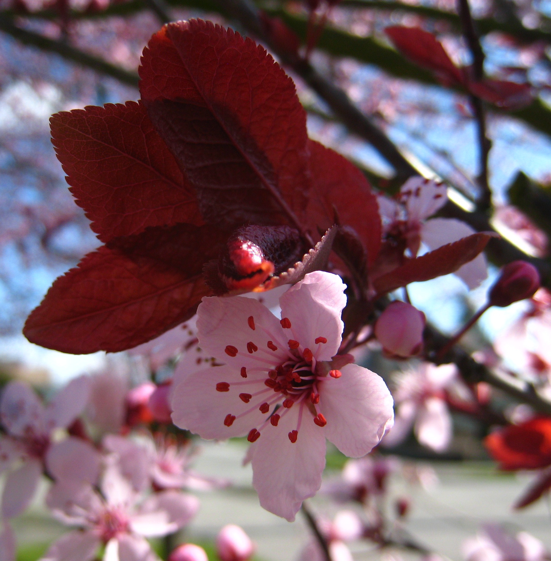 Ciruelo de Jardin