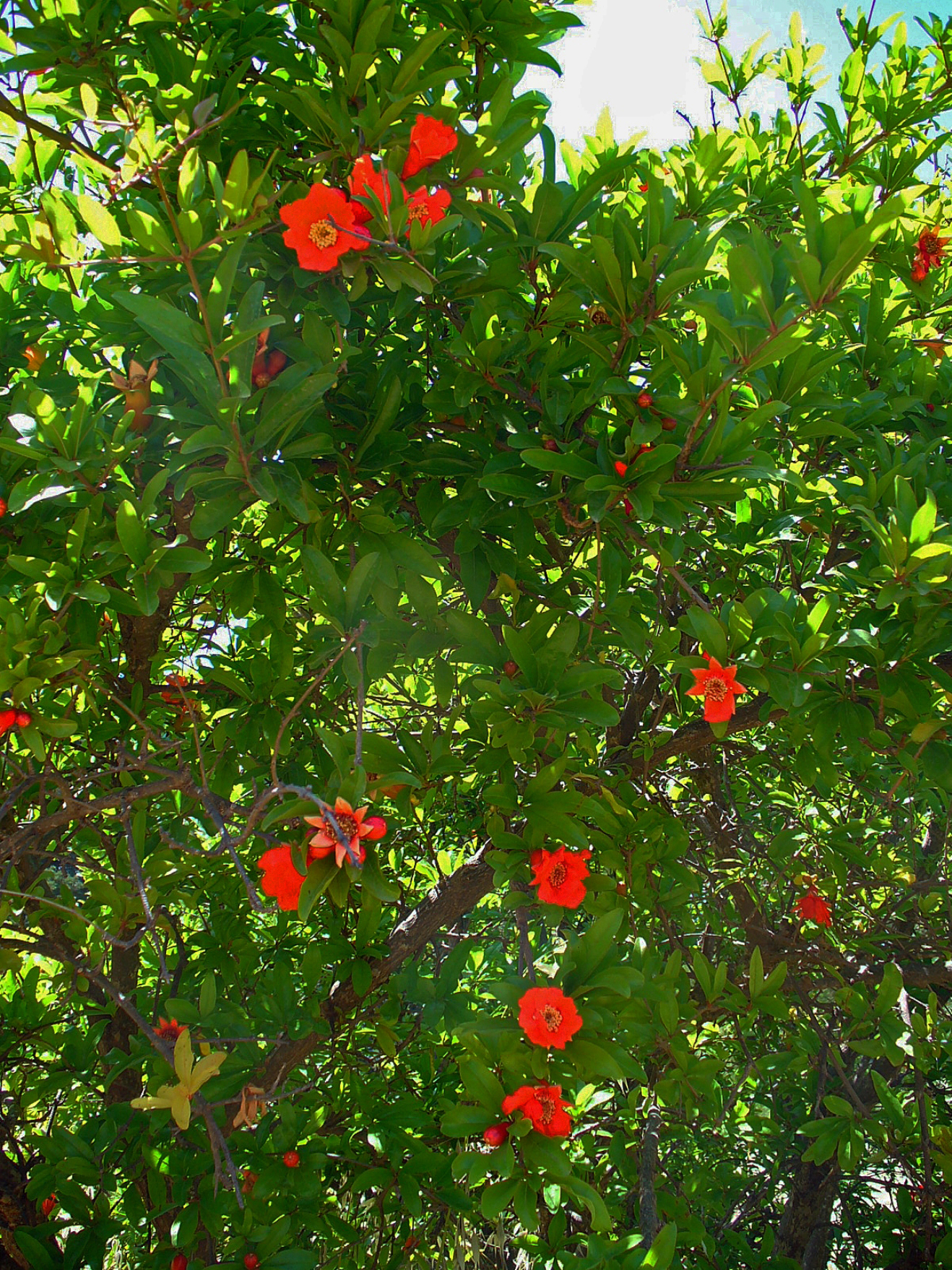 Granada De Jardin