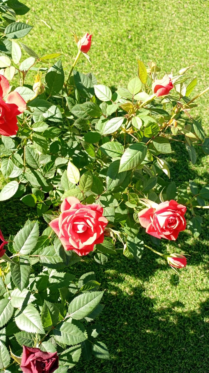 Rosa