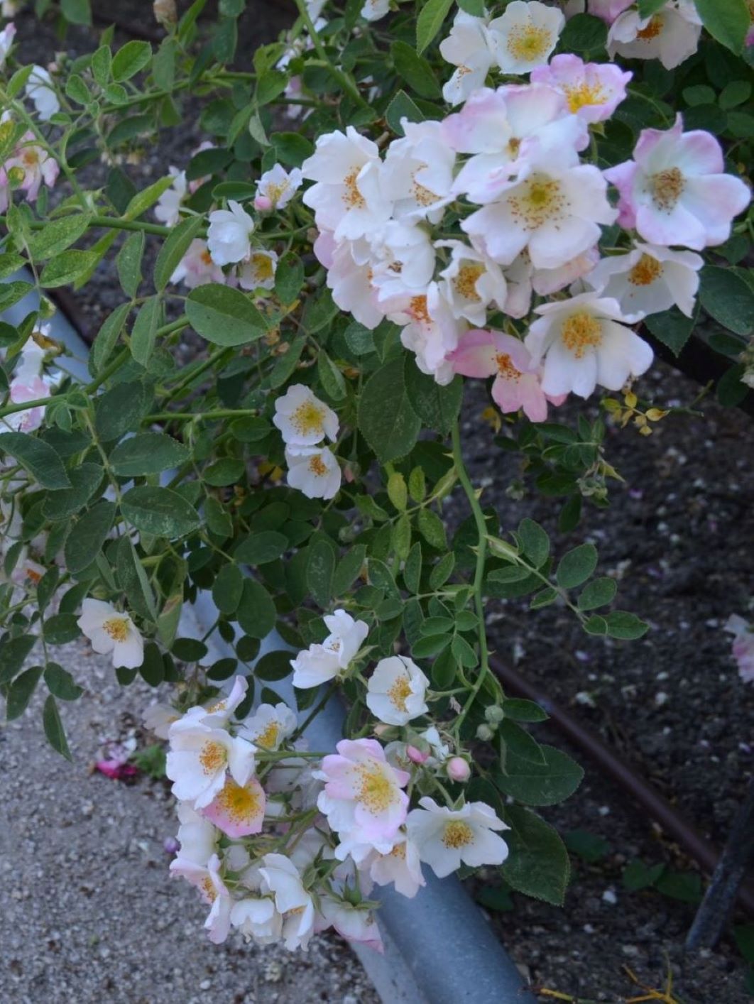 Arbustivas Rosa Trepadora
