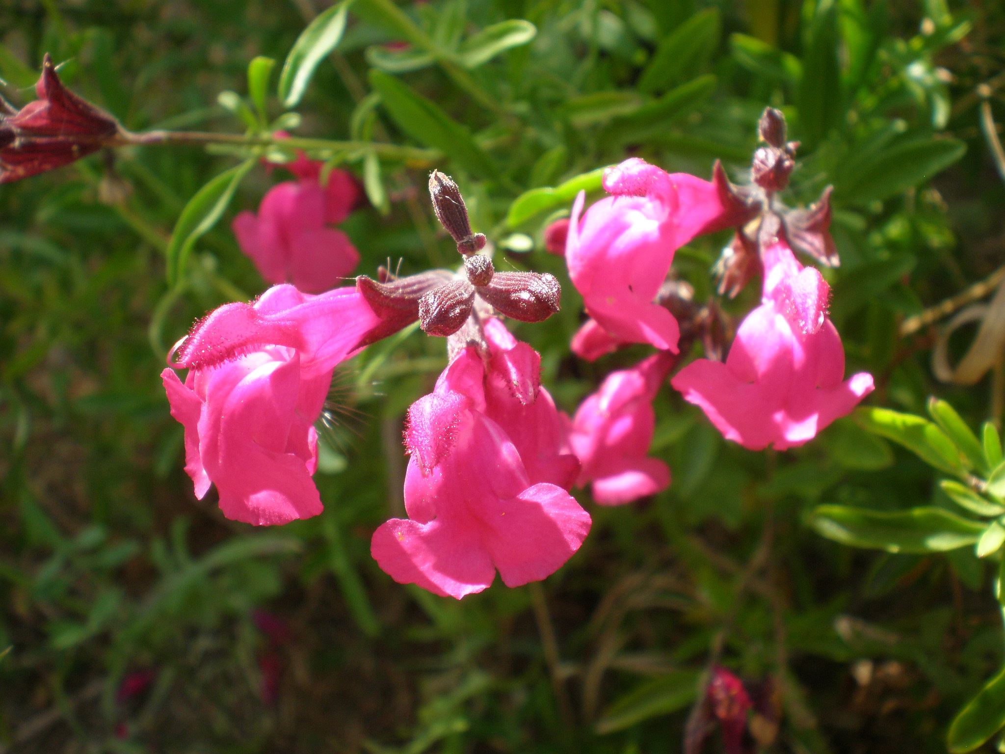 Arbustivas Salvia Gregui