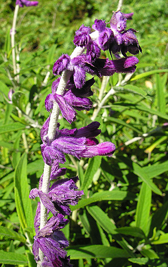 Salvia Leucantha