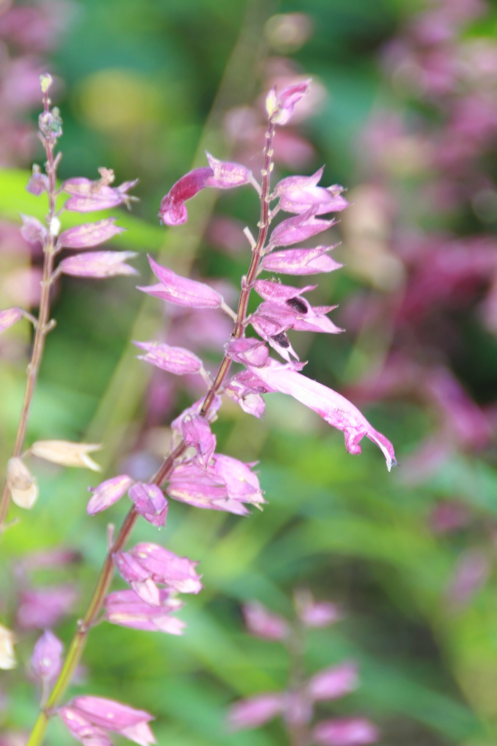 Arbustivas Salvia Von Hottei