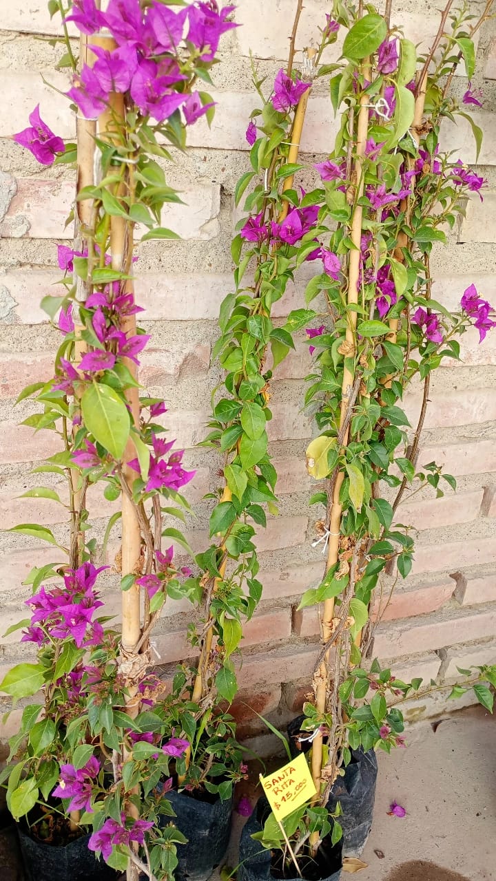 Santa Rita