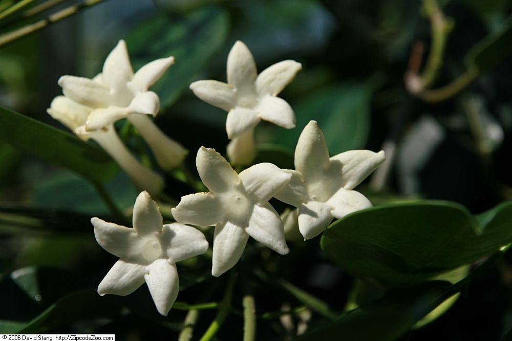Jazmin De Madagascar