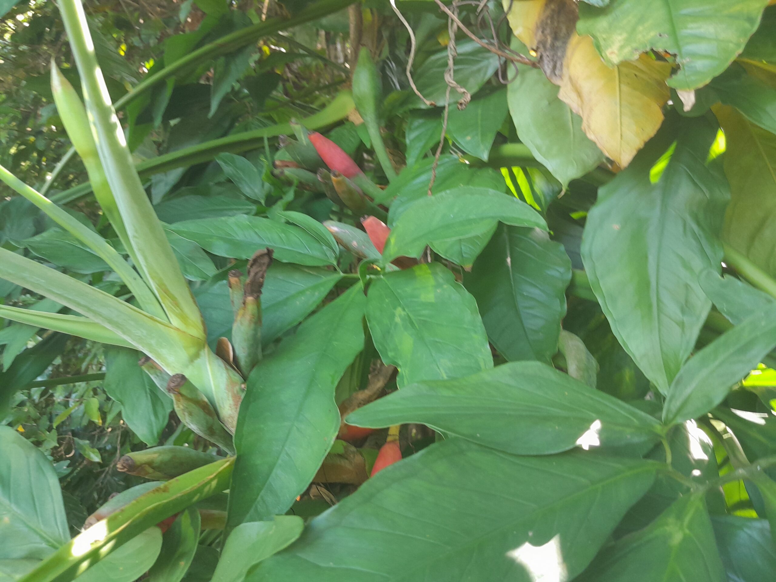 Plantas de Interior Syngonium Mini Pixi