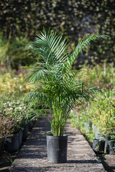Plantas de Interior Areca