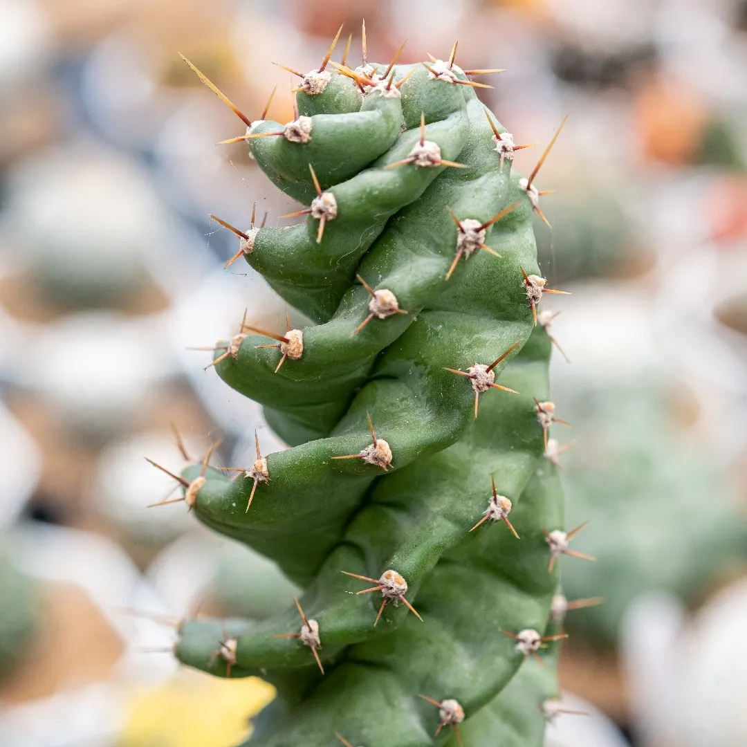 Suculentas y Cactus Cactus Espiralado