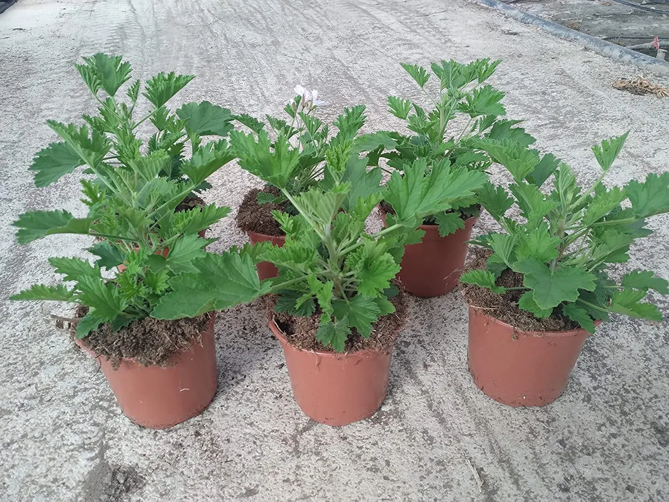 Aromáticas Citronela