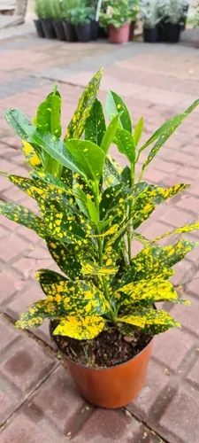 Plantas de Interior Croton Mandarina