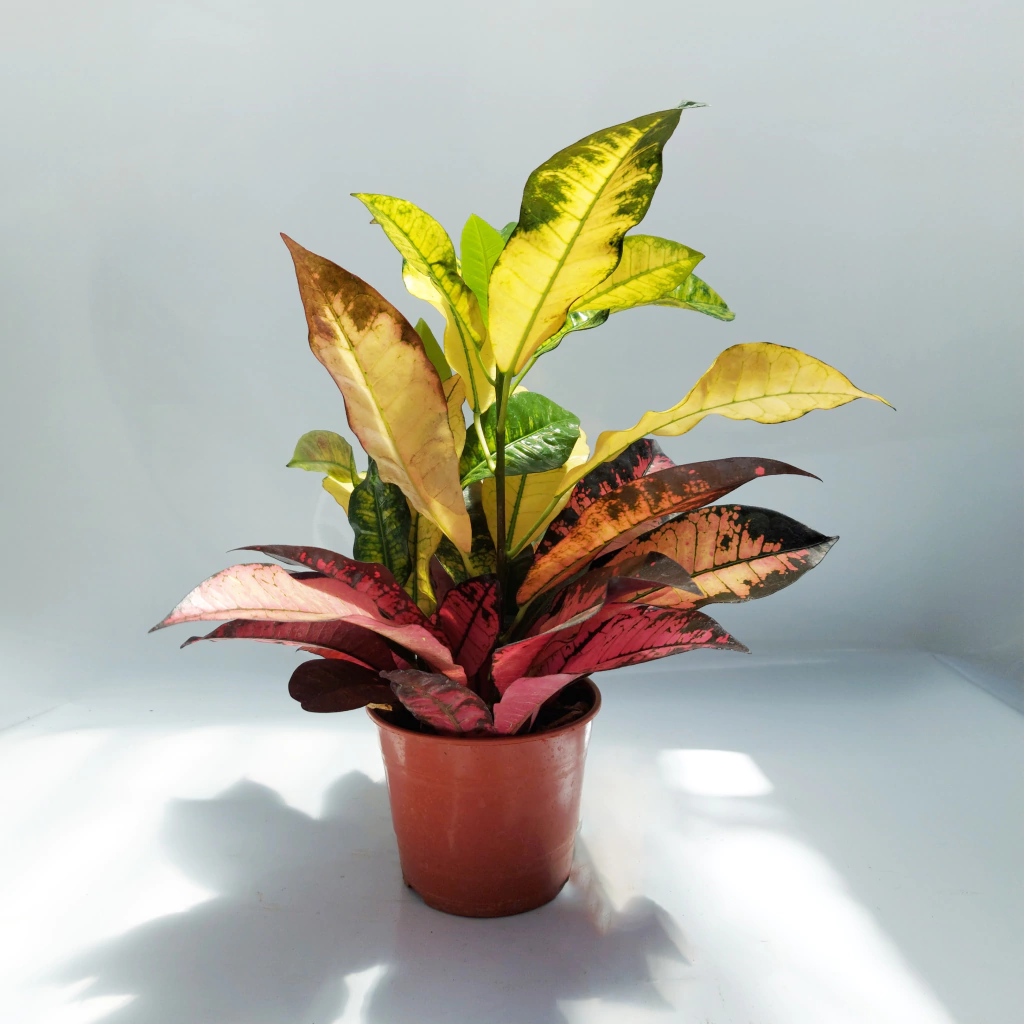 Plantas de Interior Croton Monaliza
