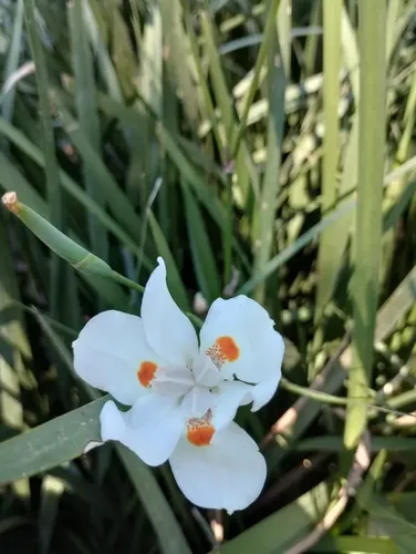 Plantas de exterior Dietes Brasilero