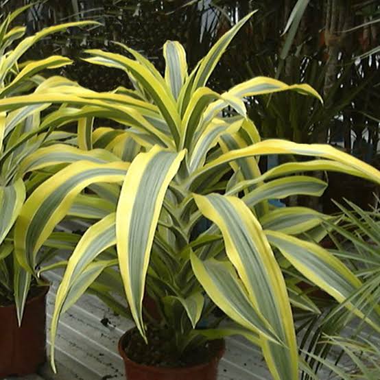 Plantas de Interior Dracena Sanderiana