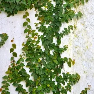 Enamorada Del Muro