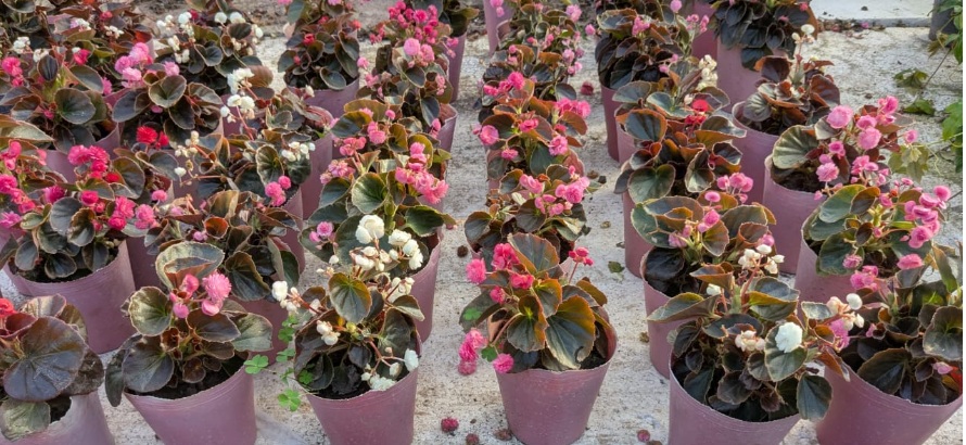 Plantas de exterior Flor De Azucar