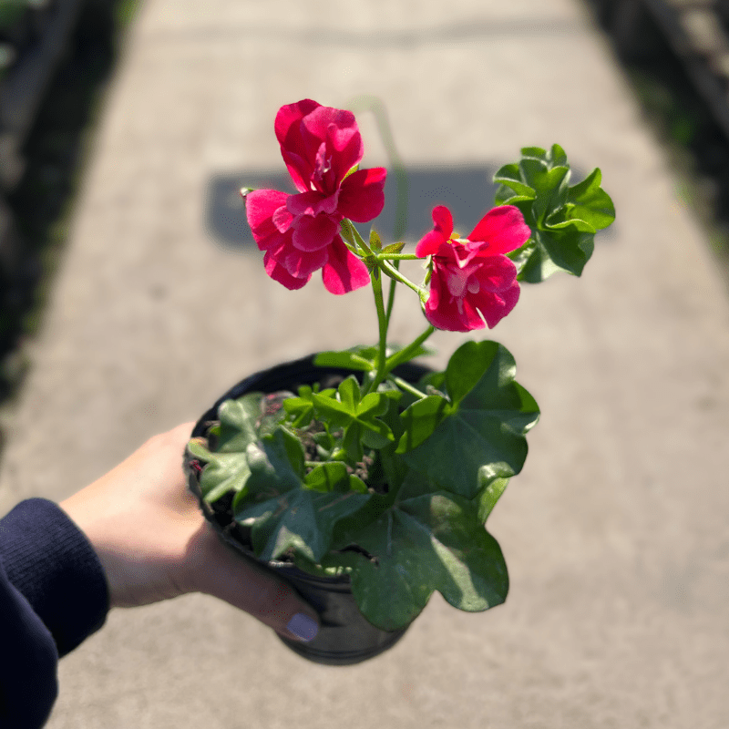 Plantas de exterior Geranio