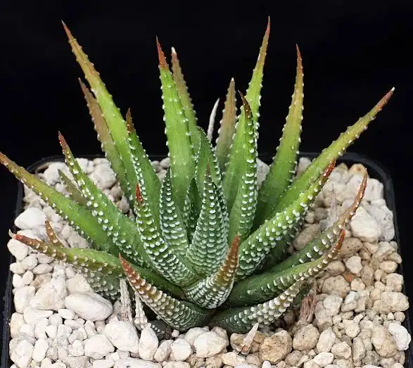 Suculentas y Cactus Haworthia Fasciata