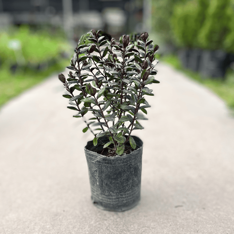 Hebe Purple Queen