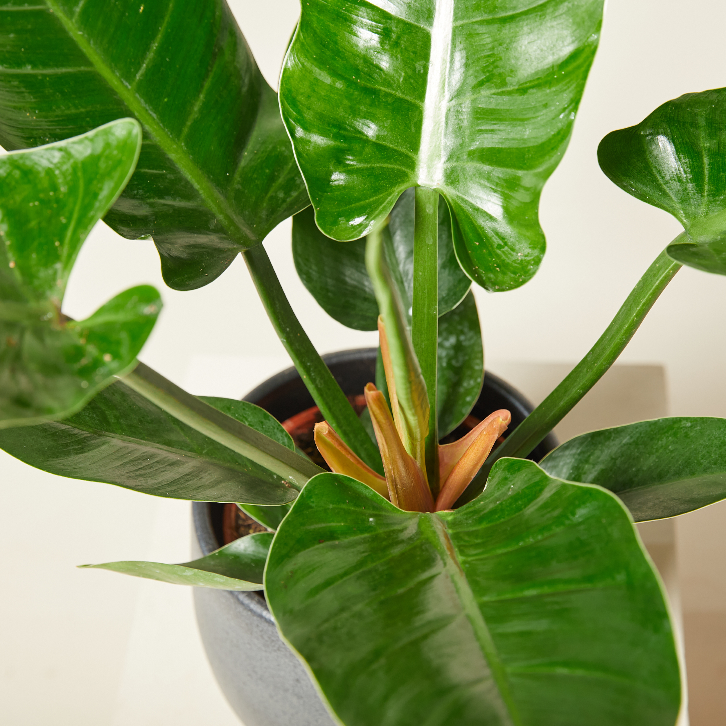 Plantas de Interior Philodendron Imperial