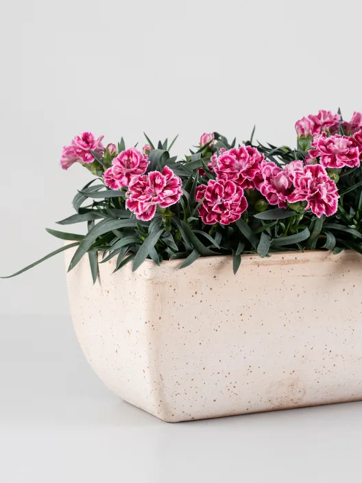 Plantas de exterior Mini Clavel