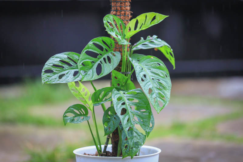 Plantas de Interior Monstera Andansoni