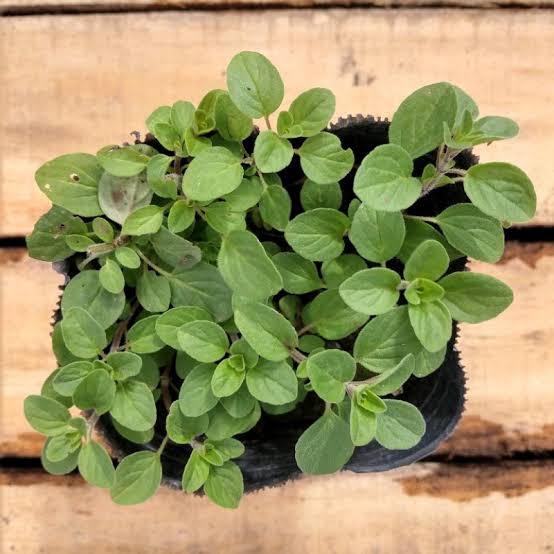 Aromáticas Oregano