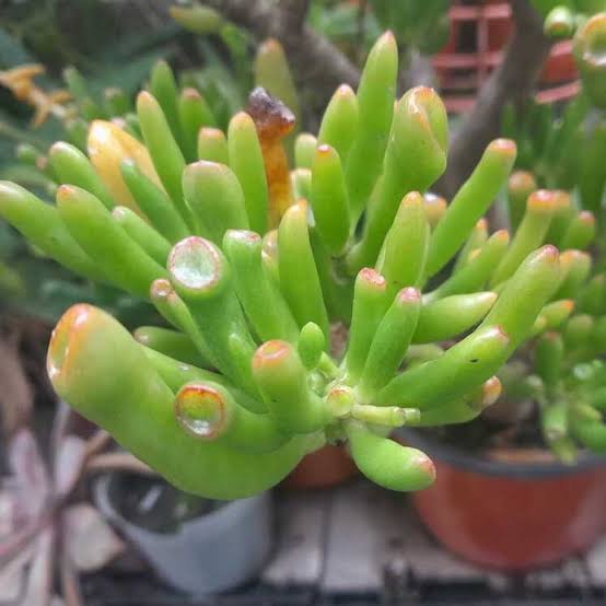 Suculentas y Cactus Oreja De Shrek