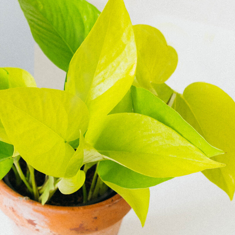 Plantas de Interior Potus Lemon