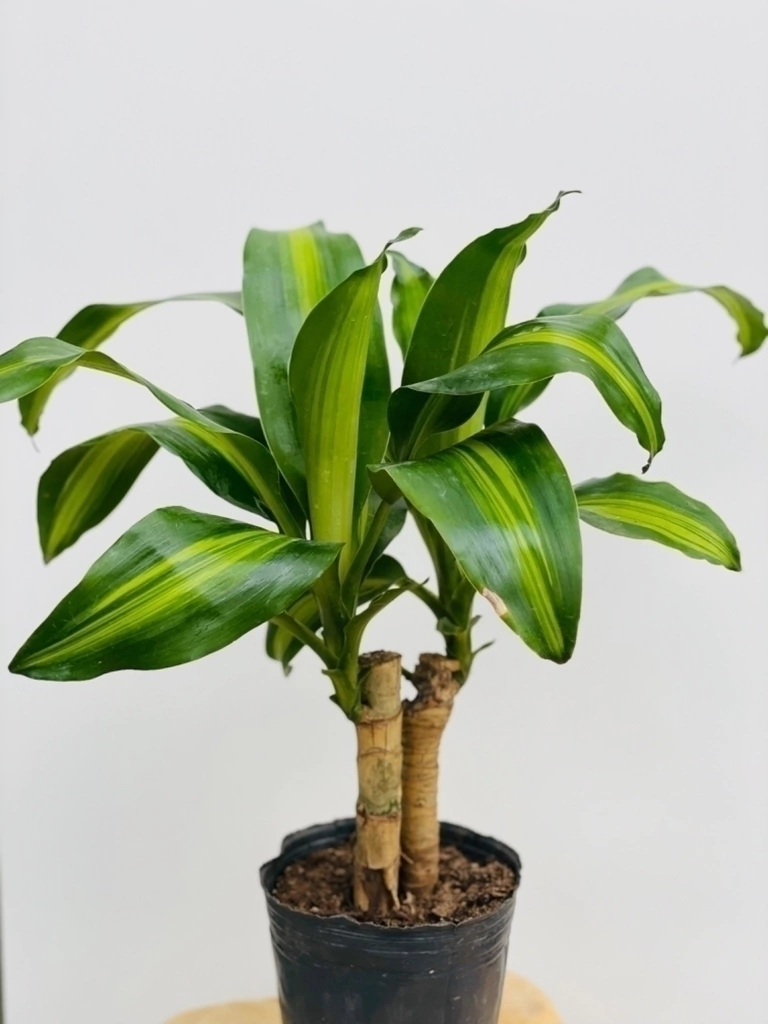 Plantas de Interior Palo De Agua