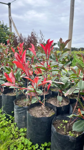 Photinia Fraseri