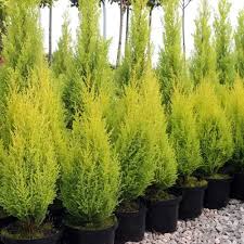 Pino Gold Crest