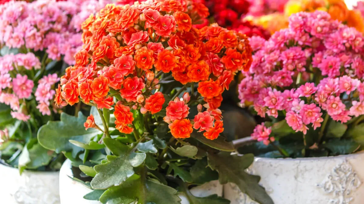Suculentas y Cactus Kalanchoe