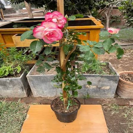 Rosa Trepadora