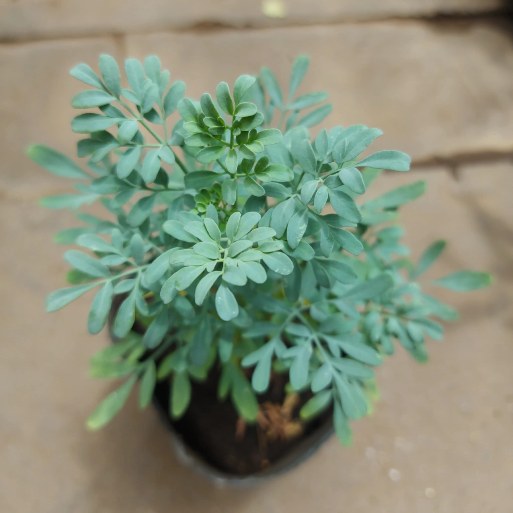 Aromáticas Ruda Hembra
