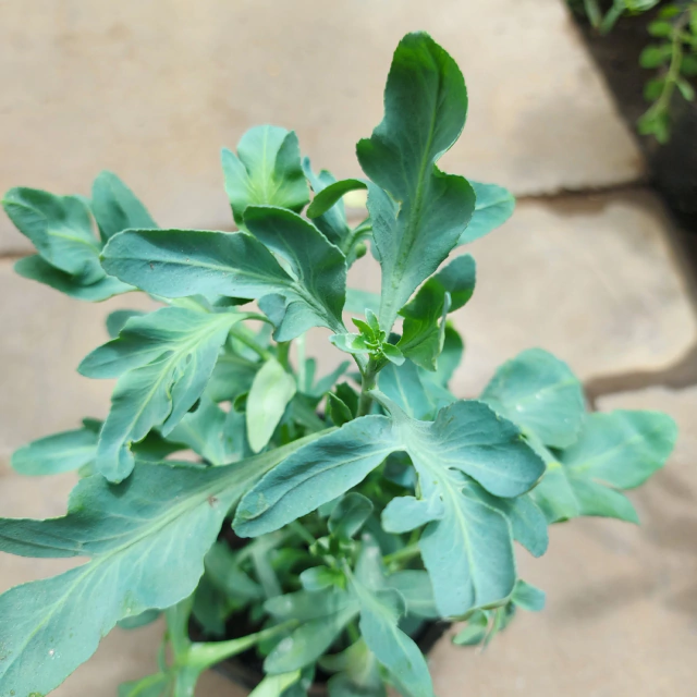 Aromáticas Ruda Macho