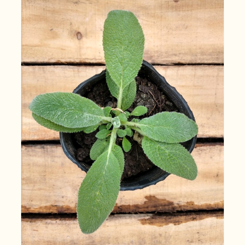 Aromáticas Salvia Comestible