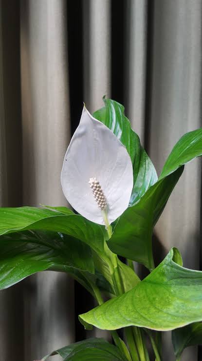 Plantas de Interior Spathiphyllum