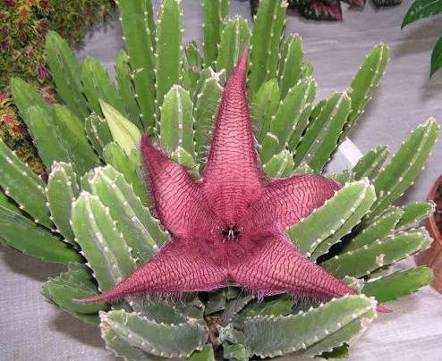 Suculentas y Cactus Stapelia
