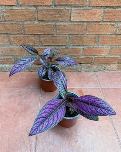 Plantas de Interior Strobilanthes