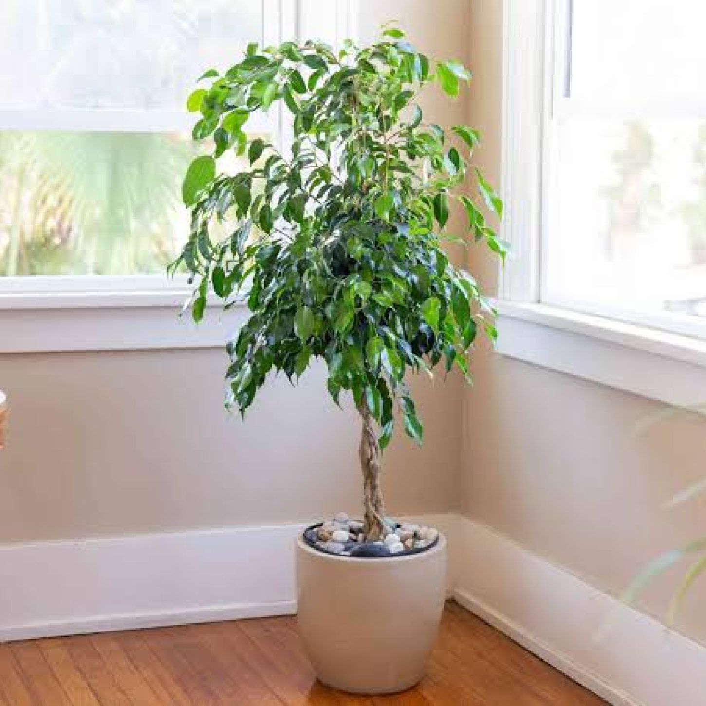 ficus